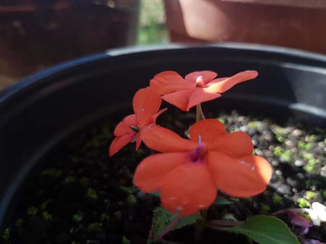 Апартаменты Apartments Lazarević Котор-17